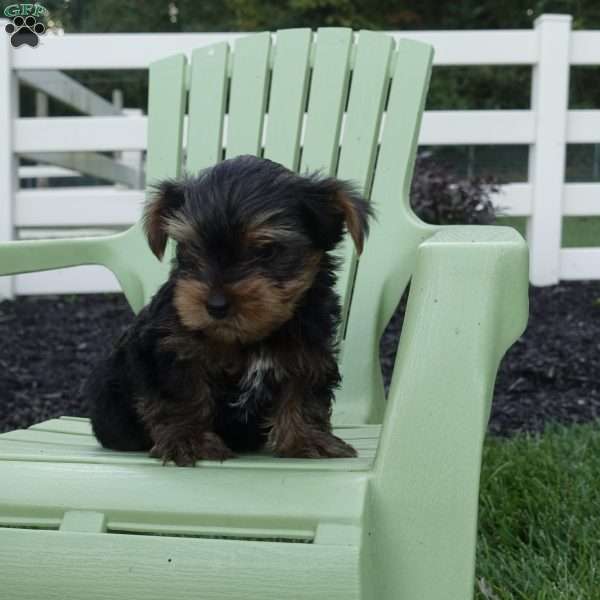 Twix, Yorkie Puppy